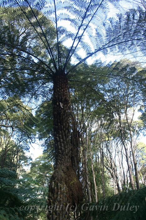 Unusual Cyathea tree fern, Tree fern gully, Pirianda Gardens IMG_7139.JPG